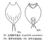 Lepadella acuminata