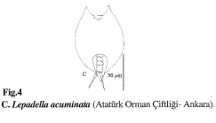 Lepadella acuminata