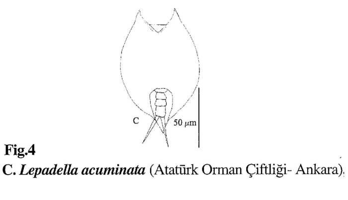 Lepadella acuminata Lepadella acuminata