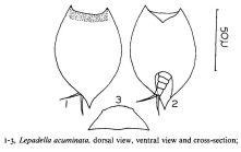 Lepadella acuminata