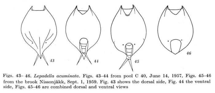 Lepadella acuminata Lepadella acuminata