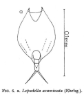 Lepadella acuminata