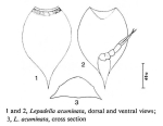 Lepadella acuminata