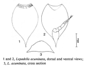 Lepadella acuminata