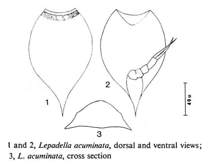 Lepadella acuminata Lepadella acuminata