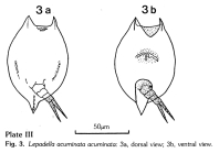 Lepadella acuminata