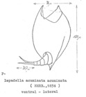 Lepadella acuminata
