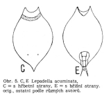 Lepadella acuminata