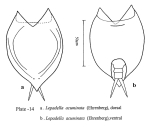 Lepadella acuminata