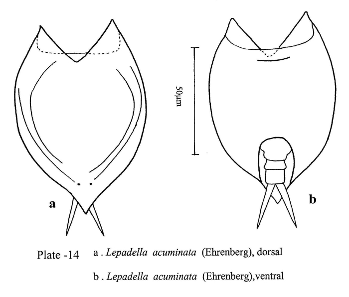 Lepadella acuminata