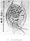 Lepadella acuminata