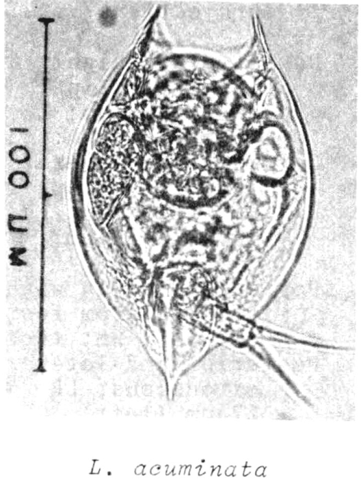 Lepadella acuminata