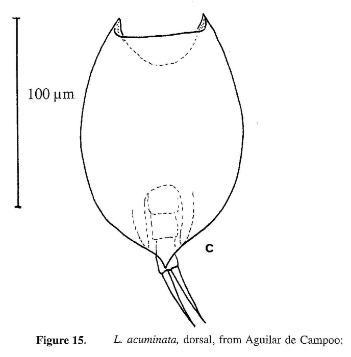 Lepadella acuminata Lepadella acuminata