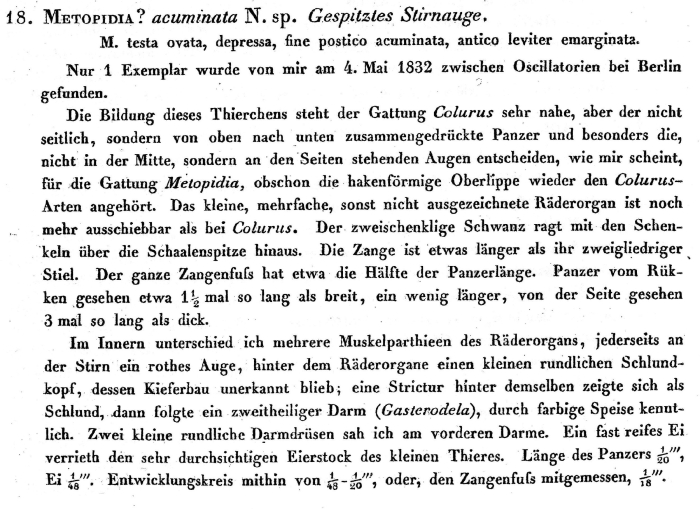 Lepadella acuminata - Original description image