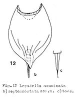 Lepadella acuminata septemcostata - Original description image