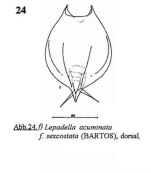 Lepadella acuminata var. sexcostata