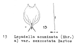 Lepadella acuminata var. sexcostata