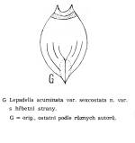 Lepadella acuminata var. sexcostata - Original description image