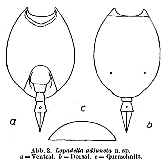 Lepadella adjuncta - Original description image