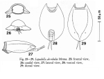 Lepadella akrobeles