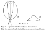 Lepadella akrobeles