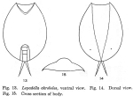 Lepadella akrobeles