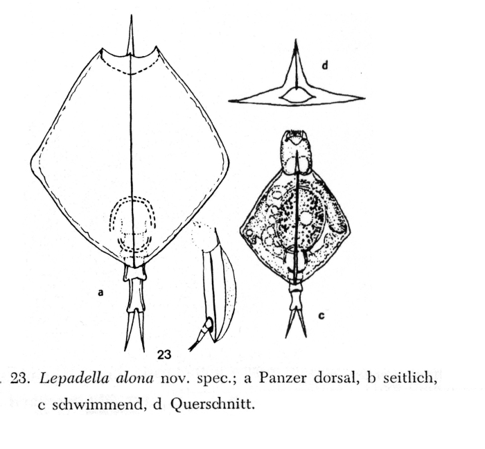 Lepadella alona - Original description image