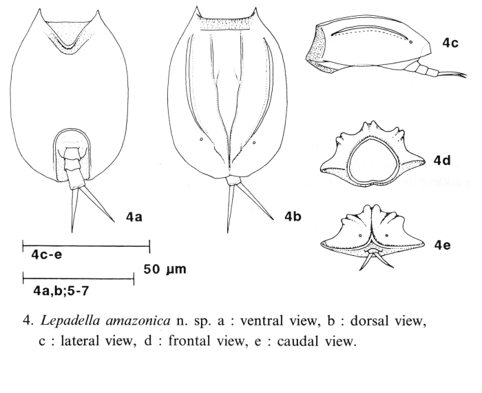 Lepadella amazonica - Original description image