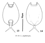 Lepadella amphitropis