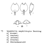 Lepadella amphitropis