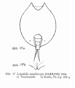 Lepadella amphitropis