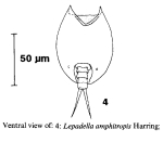Lepadella amphitropis