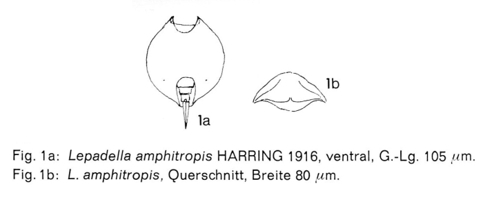 Lepadella amphitropis Lepadella amphitropis