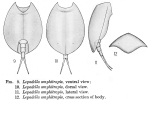 Lepadella amphitropis - Original description image