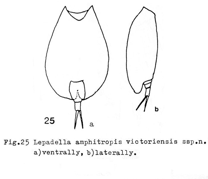 Lepadella amphitropis victoriensis - Original description image