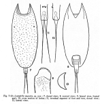 Lepadella angusta - Original description image