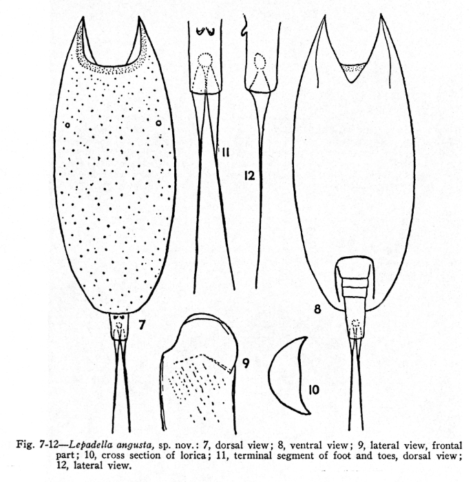 Lepadella angusta - Original description image