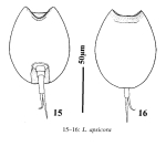 Lepadella apsicora