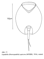 Lepadella apsicora