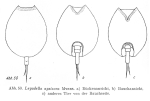 Lepadella apsicora