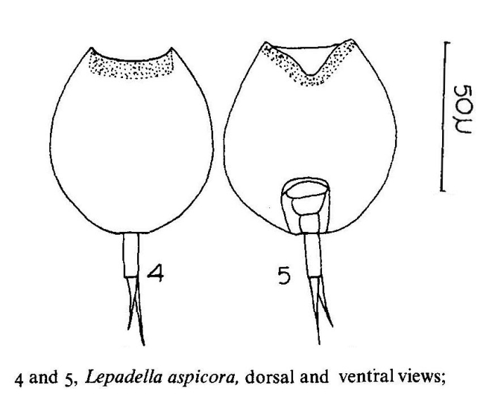 Lepadella apsicora Lepadella apsicora
