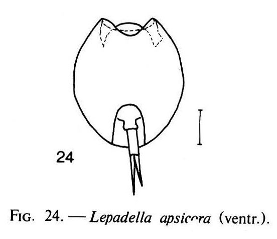 Lepadella apsicora Lepadella apsicora