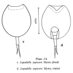 Lepadella apsicora