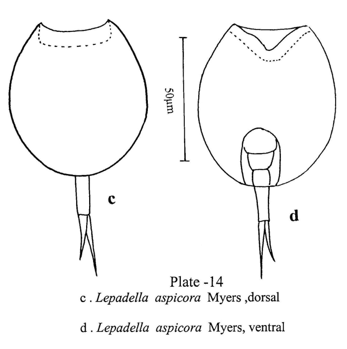 Lepadella apsicora Lepadella apsicora