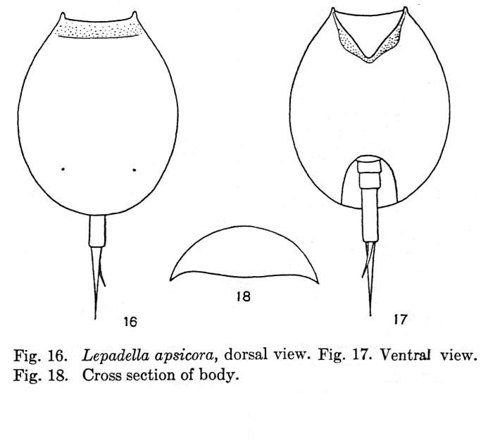 Lepadella apsicora Lepadella apsicora