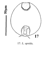 Lepadella apsida