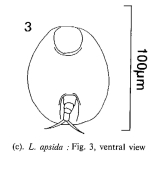 Lepadella apsida