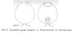 Lepadella apsida
