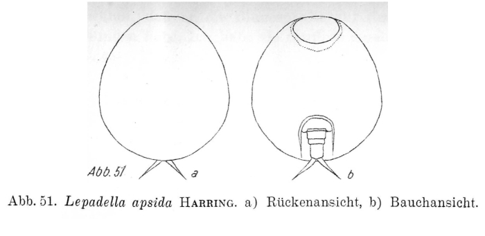 Lepadella apsida Lepadella apsida