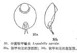 Lepadella apsida